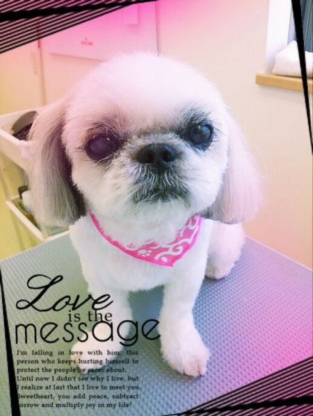 ７月３０日トリミング写真ヒメ