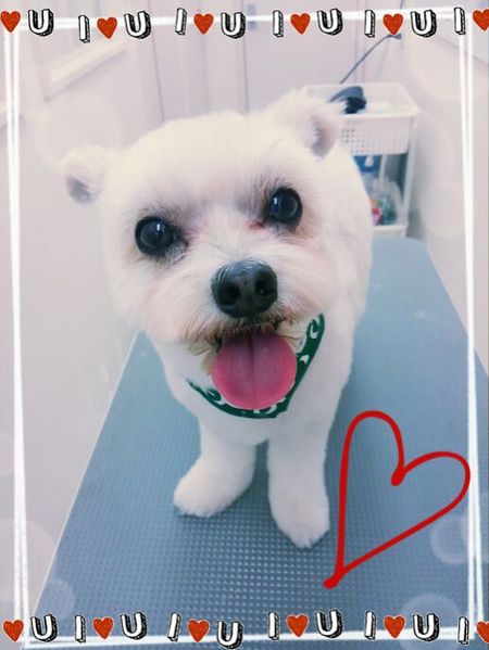 ７月３０日トリミング写真たい