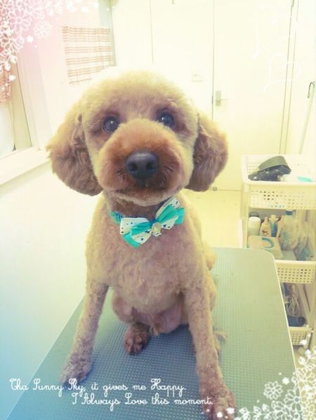 ８月１日トリミング写真ムック