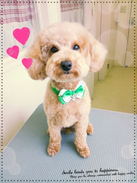 ８月２日トリミング写真マロン