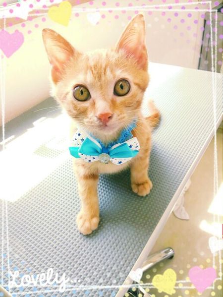 ８月３日トリミング写真ラン