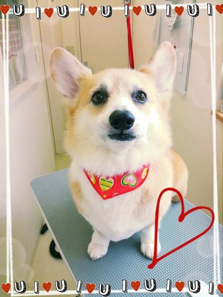 ８月６日トリミング写真ビジュー