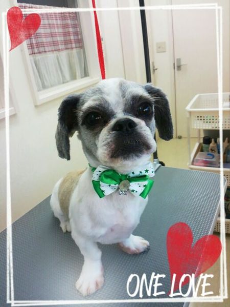 ８月６日トリミング写真コロスケ