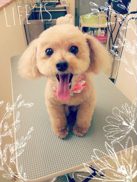 ８月８日とりみんぐ写真ポポロン