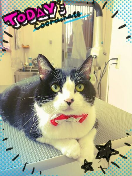 ８月８日トリミング写真えね