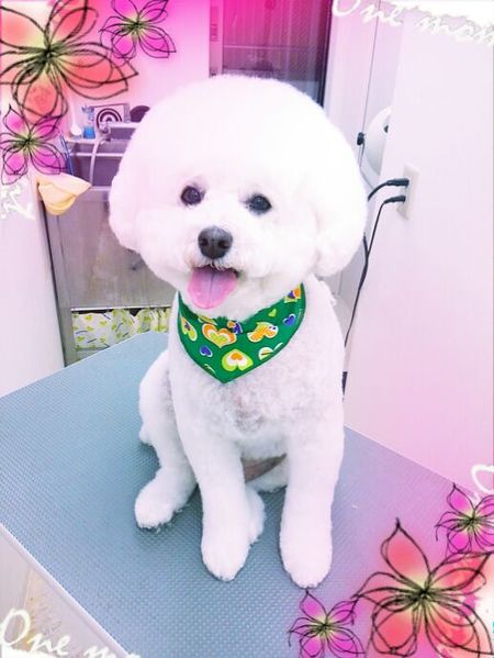 ８月８日トリミング写真ルル