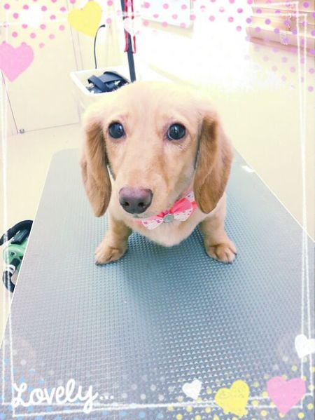 ８月９日トリミング写真あさり