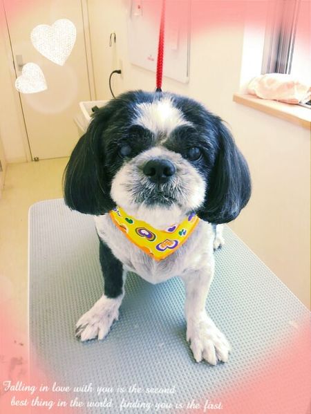 ８月１０日トリミング写真リュウ