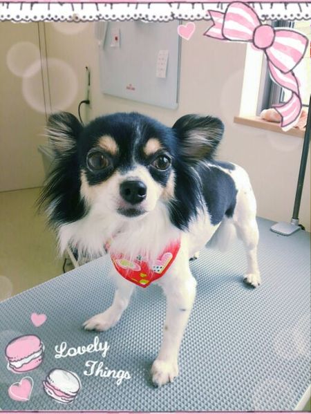 ８月１０日トリミング写真モコ