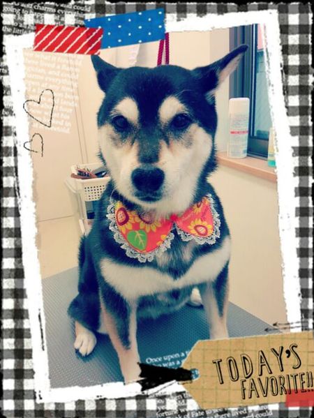 ８月１０日トリミング写真小夏