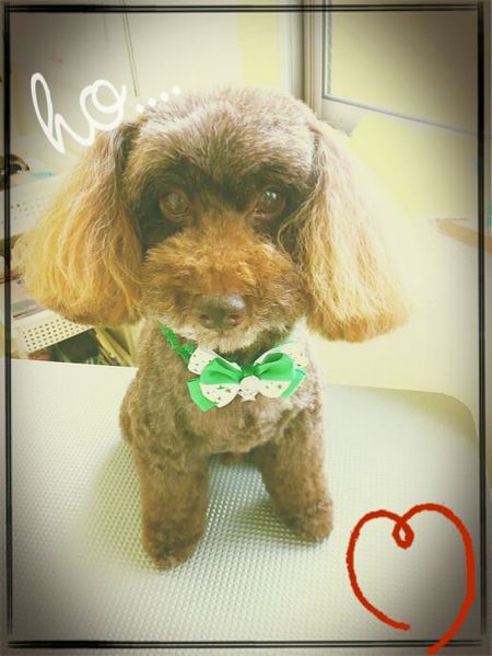 ８月１２日トリミング写真ムサシ