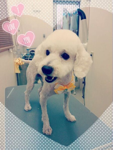 ８月１２日トリミング写真マッシュ