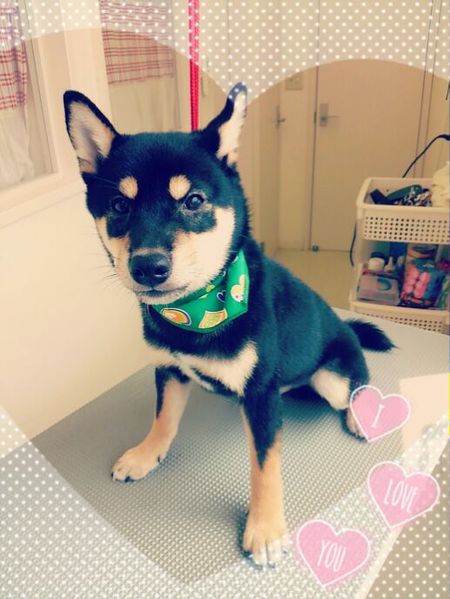 ８月１３日トリミング写真ハヤテ