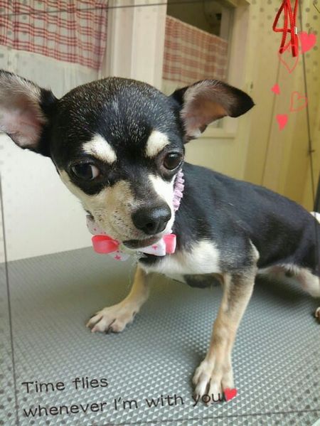 ８月１３日トリミング写真あみ