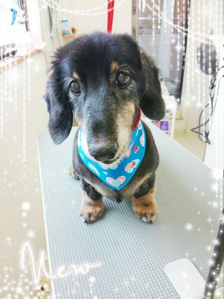 ８月１５日トリミング写真ルイ