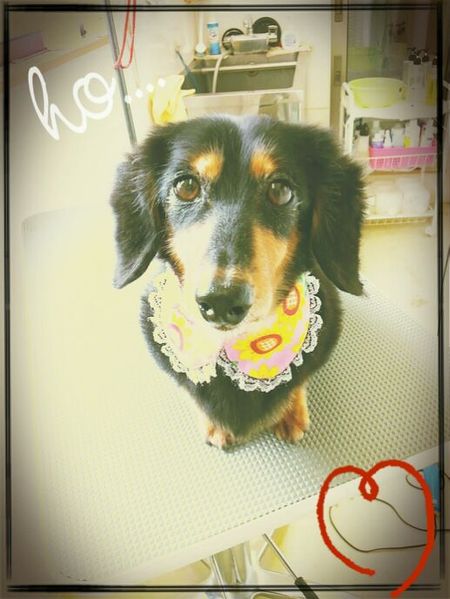 ８月１５日トリミング写真ライス