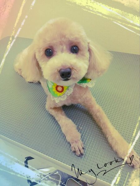 ８月１５日トリミング写真ＣＨＡＮＥＬ