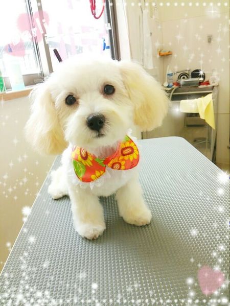 ８月１６日トリミング写真はな