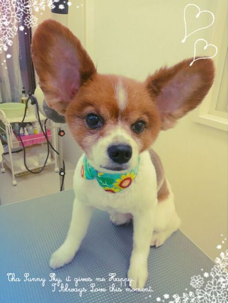 ８月１６日トリミング写真ベル