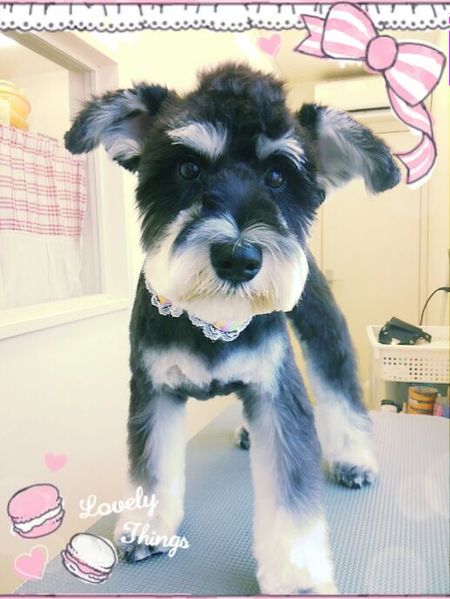 ８月１７日トリミング写真ベック