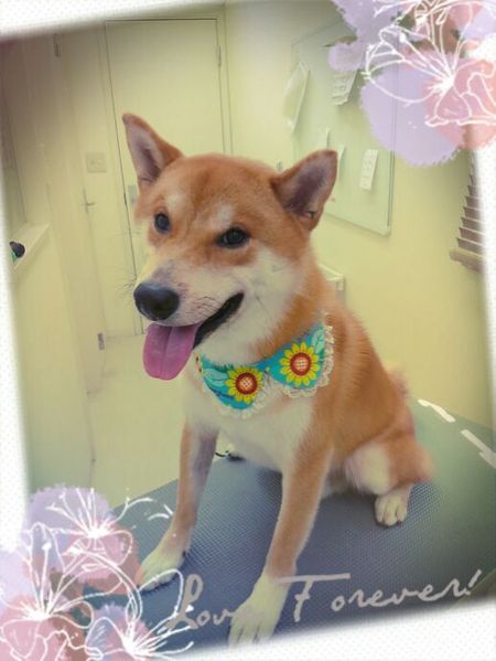 ８月１７日トリミング写真ぽんたろう