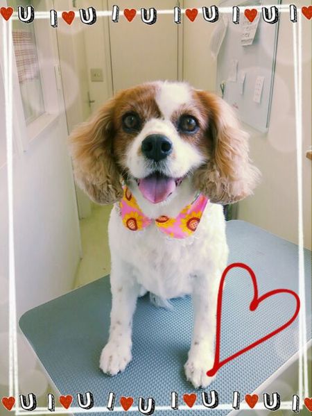 ８月１９日トリミング写真