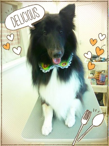 ８月１９日トリミング写真コーディー