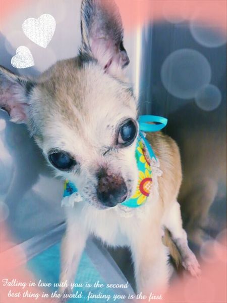 ８月２０日トリミング写真チップ