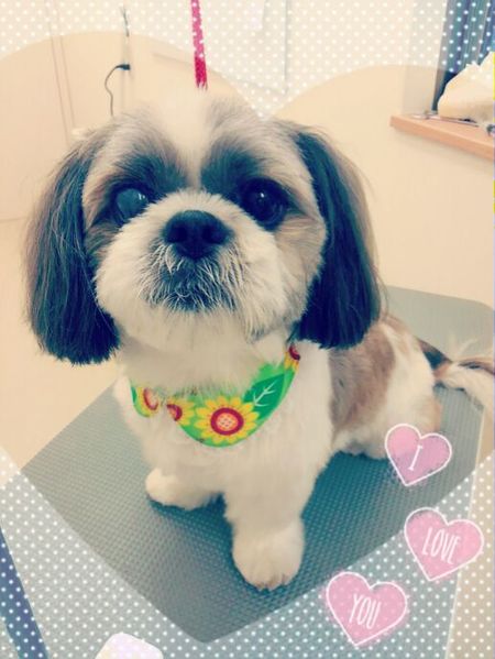 ８月２０日トリミング写真ロン