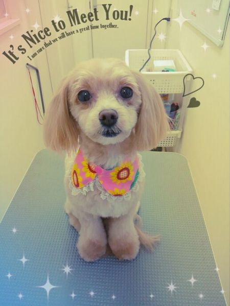 ８月２０日トリミング写真くぅ