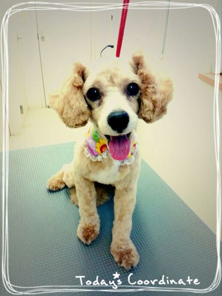 ８月２０日トリミング写真プー丸