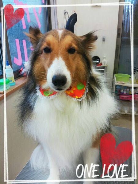 ８月２２日トリミング写真モア