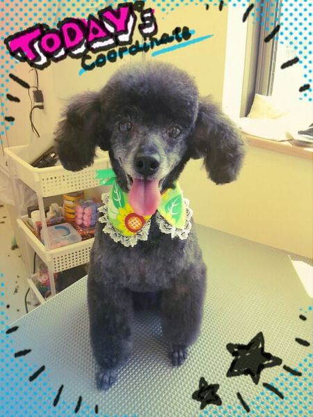 ８月２３日トリミング写真ゴウ