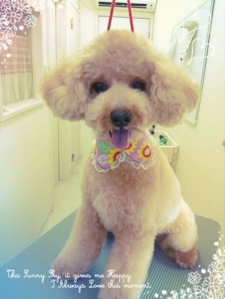 ８月２３日トリミング写真茶太丸