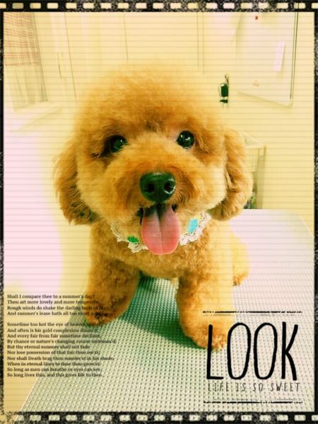 ８月２３日トリミング写真ぽん吉ちゃん