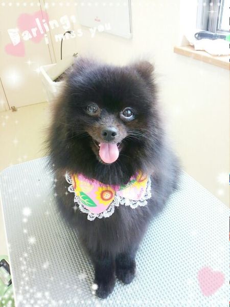 ８月２４日トリミング写真ゴア