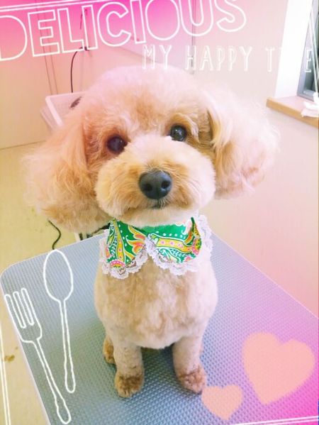 ８月２６日トリミング写真マロン