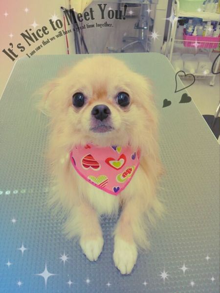 ８月２６日トリミング写真ココア