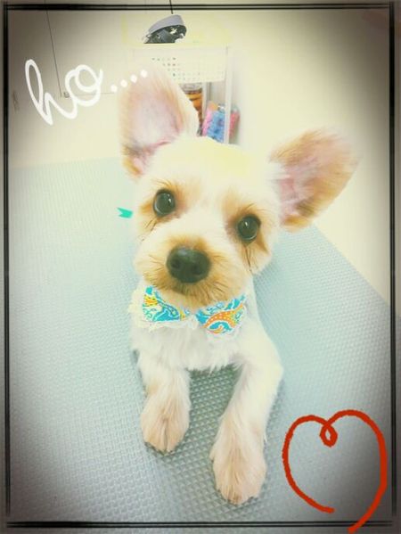 ８月２６日トリミング写真ボイ