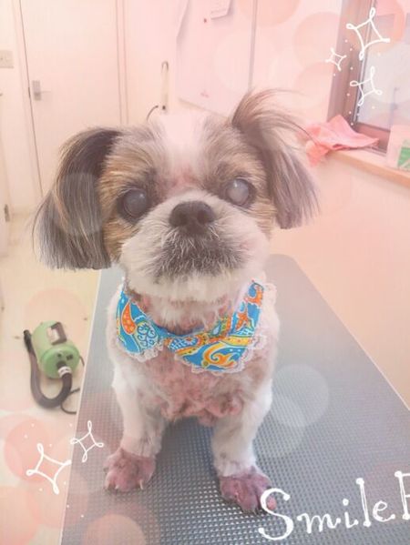 ８月２７日トリミング写真モモ