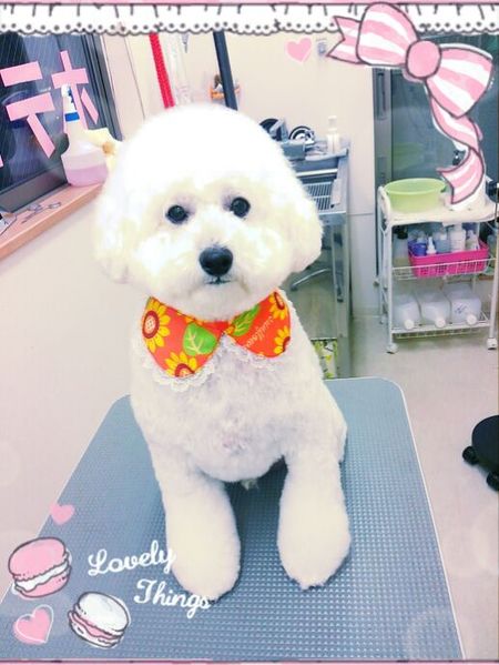 ８月２７日トリミング写真ピース