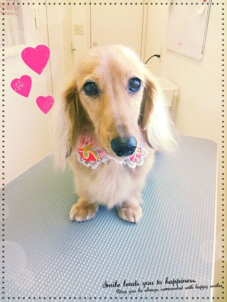 ８月３１日トリミング写真プリン