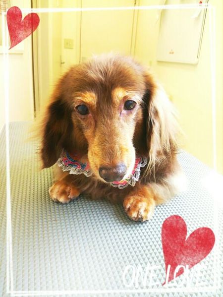 ８月３１日トリミング写真チョコラ