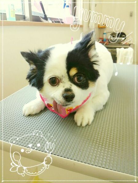 ９月３日トリミング写真ちょこら