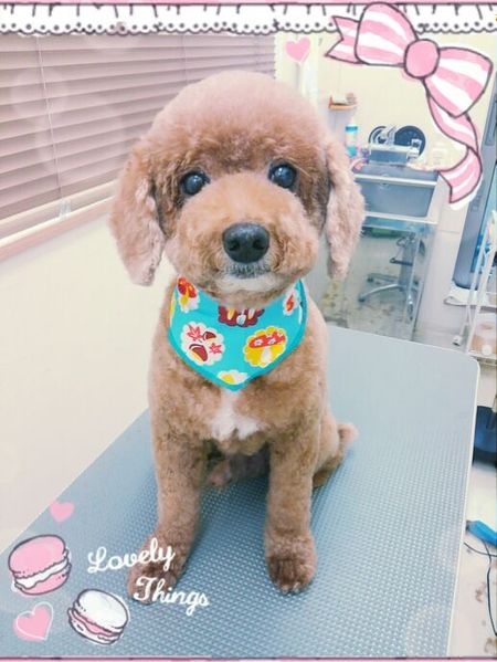 ９月３日トリミング写真プピ