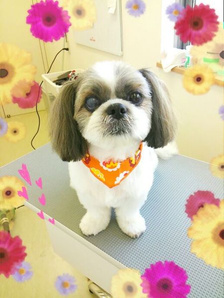 ９月５日トリミング写真ロンちゃん