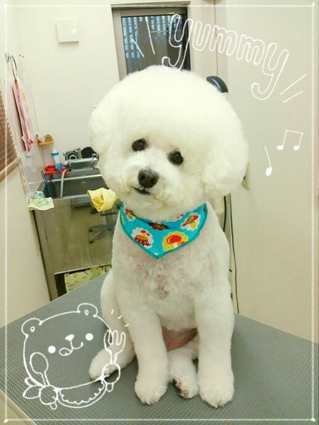 ９月５日トリミング写真ルル