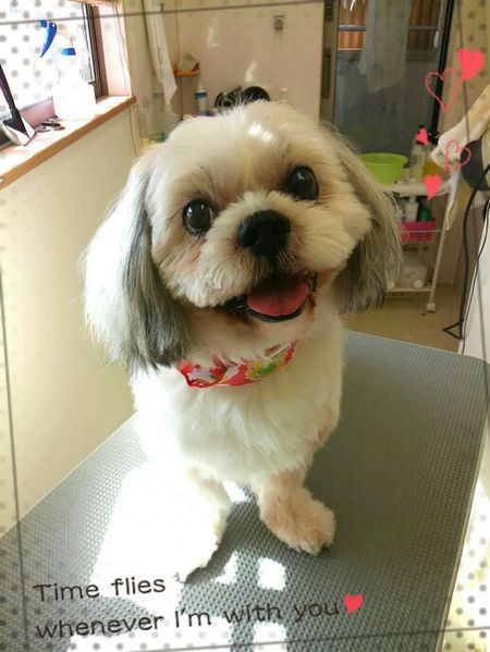 ９月５日トリミング写真蓮のサムネイル画像