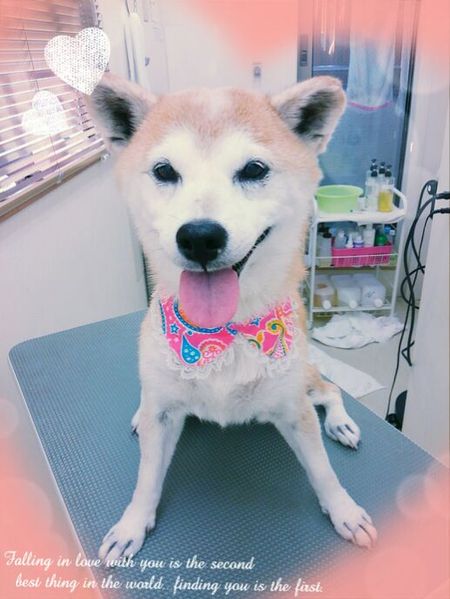 ９月６日トリミング写真モカ