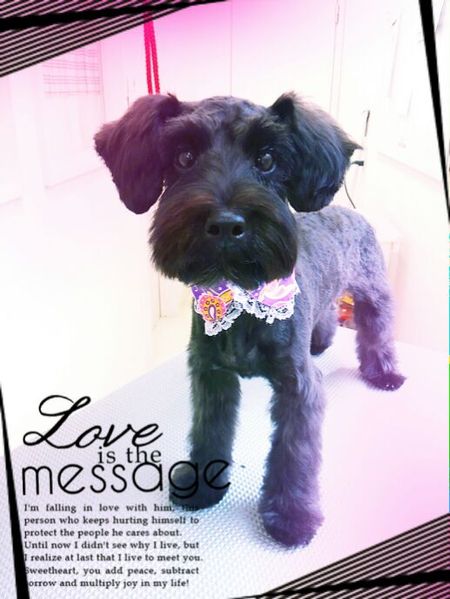 ９月７日トリミング写真シュナ